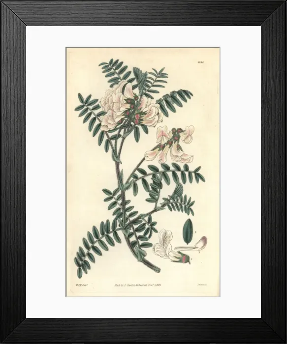 Framed Print : Silver-leaved vetch, Vicia argentea Framed Print : Silver-leaved vetch, Vicia argentea