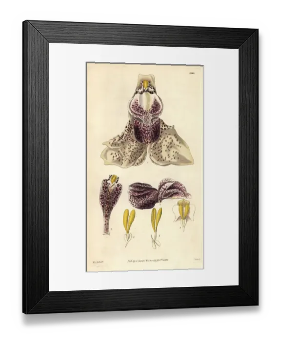 Framed Print : Splendid stanhopea orchid, Stanhopea insignis Framed Print : Splendid stanhopea orchid, Stanhopea insignis