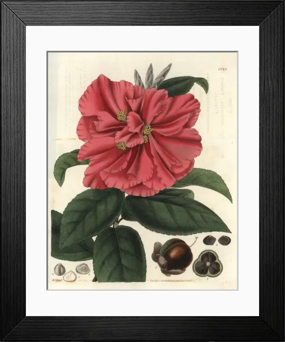 Framed Print : Camellia reticulata, Captain Rawes camellia Framed Print : Camellia reticulata, Captain Rawes camellia