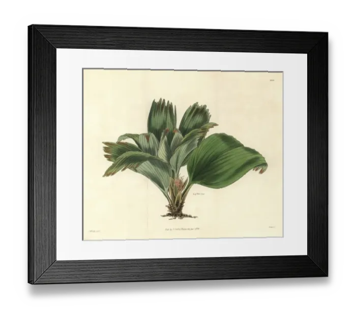 Framed Print : Broad-leaved ludovia, Ludovia latifolia or Framed Print : Broad-leaved ludovia, Ludovia latifolia or