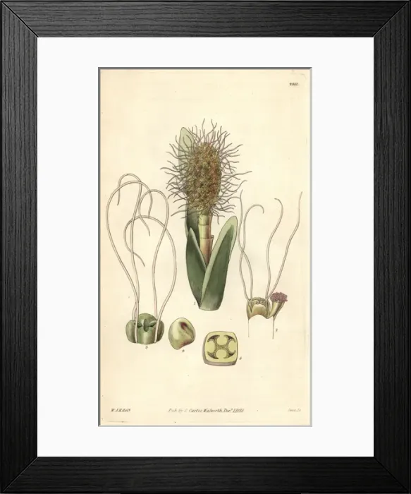 Framed Print : Broad-leaved ludovia, Ludovia latifolia or Framed Print : Broad-leaved ludovia, Ludovia latifolia or