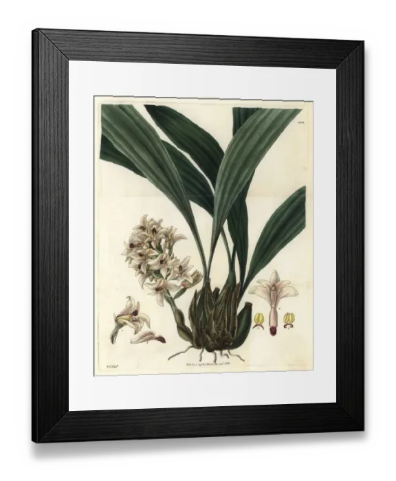 Framed Print : Scaly xylobium orchid, Xylobium squalens Framed Print : Scaly xylobium orchid, Xylobium squalens