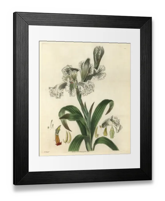 Framed Print : Large-flowered neottia, Neottia grandiflora Framed Print : Large-flowered neottia, Neottia grandiflora