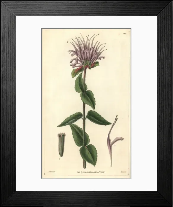 Framed Print : Mint-leaved monarda or beebalm, Monarda menthaefolia Framed Print : Mint-leaved monarda or beebalm, Monarda menthaefolia