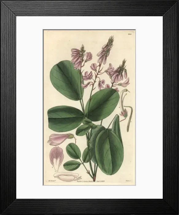 Framed Print : Doubtful desmodium, Desmodium dubium Framed Print : Doubtful desmodium, Desmodium dubium