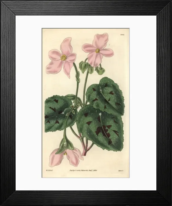 Framed Print : Particoloured begonia, Begonia picta Framed Print : Particoloured begonia, Begonia picta