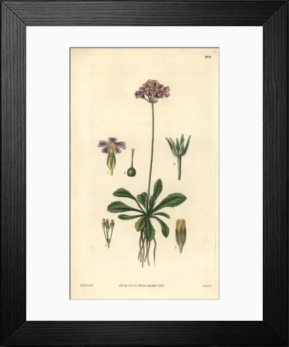 Framed Print : Lesser American bird s-eye or Mistassini primrose Framed Print : Lesser American bird s-eye or Mistassini primrose