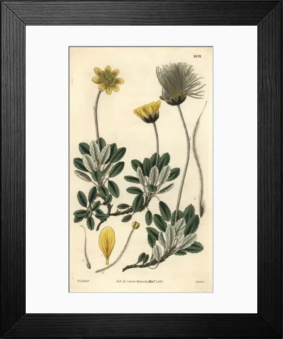 Framed Print : Yellow-flowered or Drummonds mountain avens Framed Print : Yellow-flowered or Drummonds mountain avens