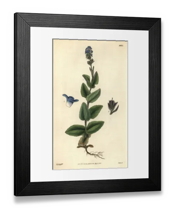 Framed Print : Alpine speedwell, Wormskiolds var, Veronica Framed Print : Alpine speedwell, Wormskiolds var, Veronica