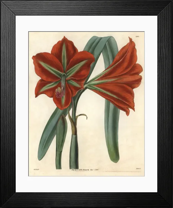 Framed Print : Glaucous-leaved, broad-petaled amaryllis, Amaryllis Framed Print : Glaucous-leaved, broad-petaled amaryllis, Amaryllis
