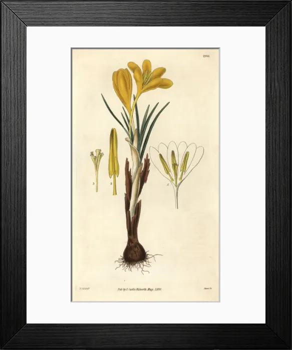 Framed Print : Golden crocus, Crocus aureus Framed Print : Golden crocus, Crocus aureus