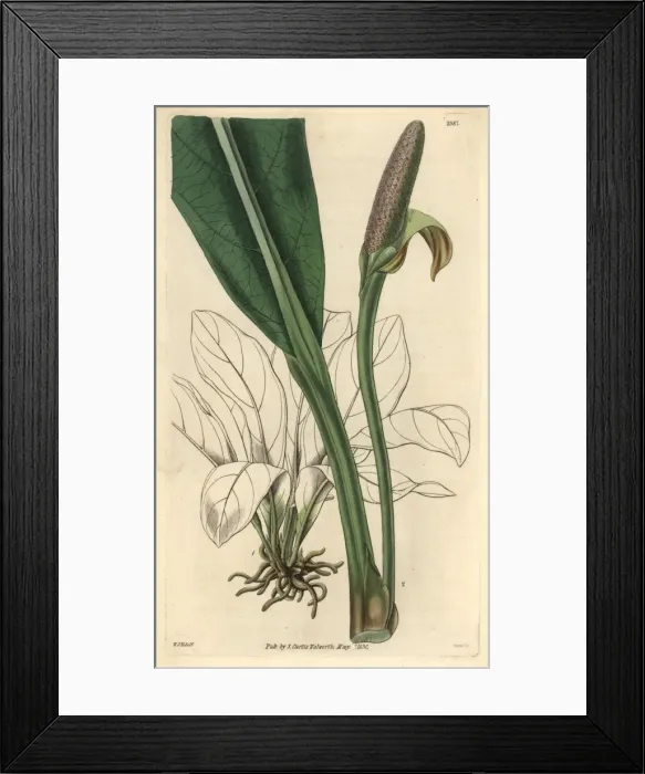 Framed Print : Thick-ribbed pothos, Pothos crassinervia Framed Print : Thick-ribbed pothos, Pothos crassinervia