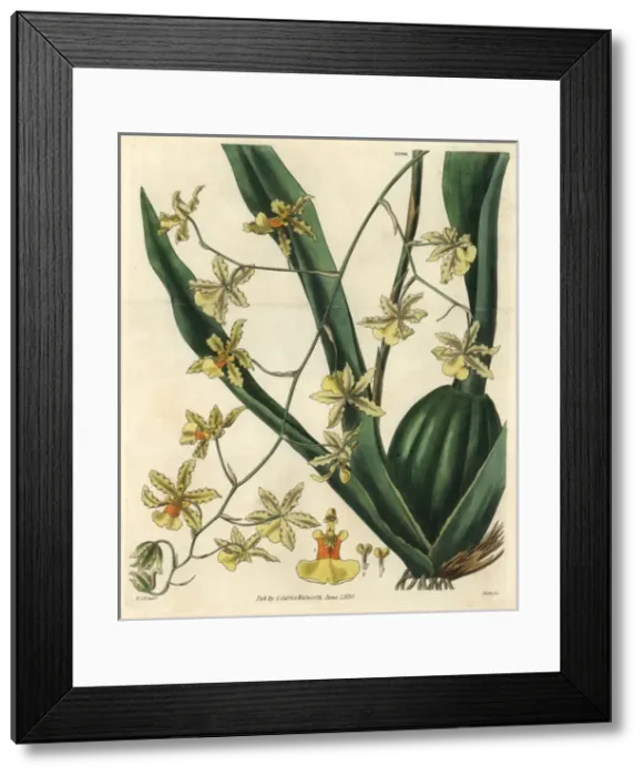 Framed Print : Tall-stemmed oncidium orchid, Oncidium altissimum Framed Print : Tall-stemmed oncidium orchid, Oncidium altissimum