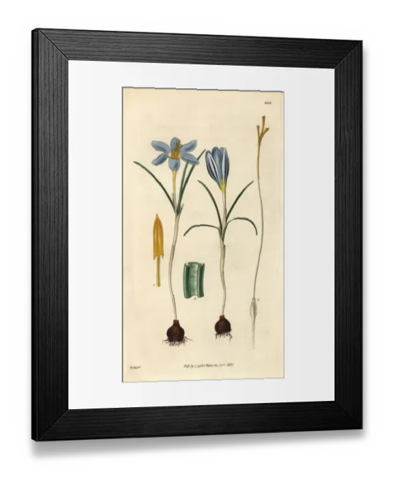 Framed Print : Least purple crocus, Crocus minimus Framed Print : Least purple crocus, Crocus minimus