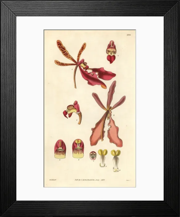 Framed Print : Scarlet renanthera orchid, Renanthera coccinea Framed Print : Scarlet renanthera orchid, Renanthera coccinea