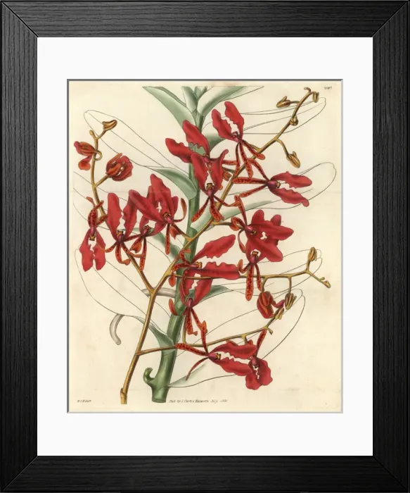 Framed Print : Scarlet renanthera orchid, Renanthera coccinea Framed Print : Scarlet renanthera orchid, Renanthera coccinea