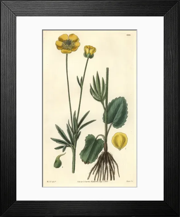 Framed Print : American heart-leaved crowfoot, Ranunculus cardiophyllus Framed Print : American heart-leaved crowfoot, Ranunculus cardiophyllus