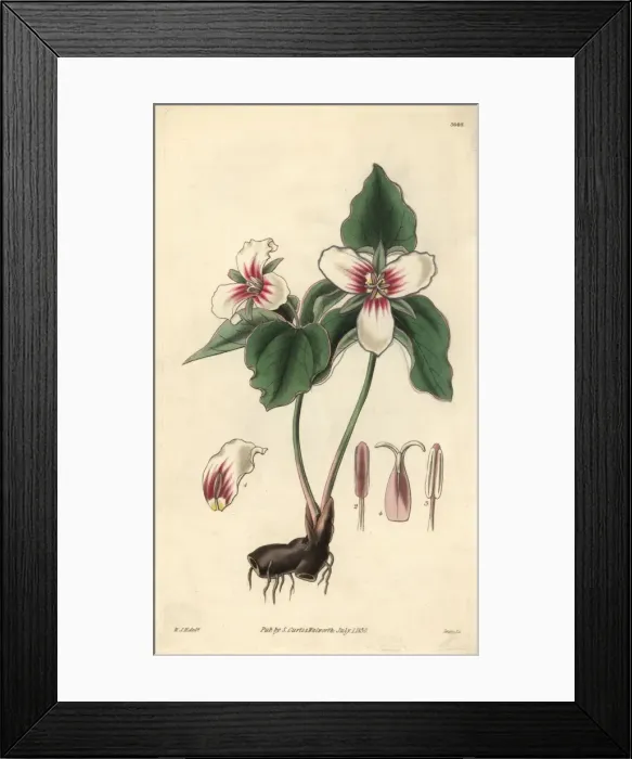 Framed Print : Blood-stained trillium, Trillium erythrocarpum Framed Print : Blood-stained trillium, Trillium erythrocarpum