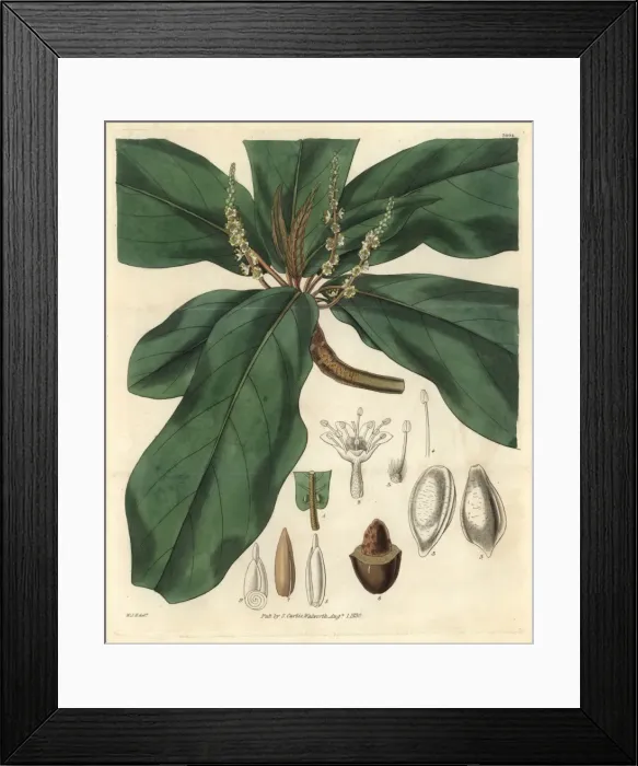Framed Print : Broad downy-leaved terminalia or tropical almond tree Framed Print : Broad downy-leaved terminalia or tropical almond tree