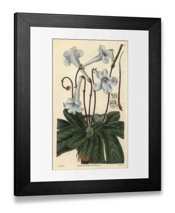 Framed Print : Cape didymocarpus, Didymocarpus rexii, South Africa Framed Print : Cape didymocarpus, Didymocarpus rexii, South Africa