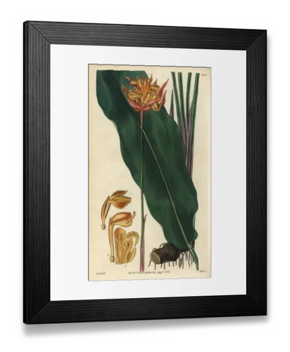 Framed Print : Coloured-spike phrynium, Phrynium coloratum Framed Print : Coloured-spike phrynium, Phrynium coloratum