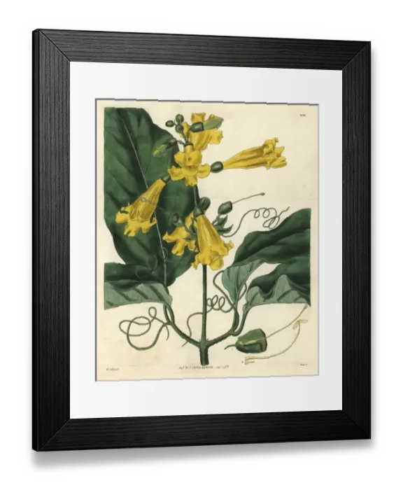 Framed Print : Gigantic-leaved trumpet-flower, Bignonia grandiflora Framed Print : Gigantic-leaved trumpet-flower, Bignonia grandiflora