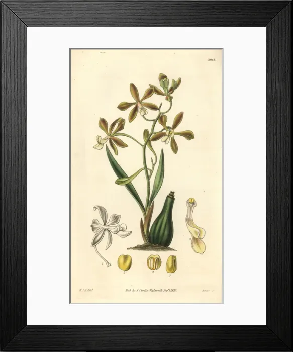 Framed Print : Spreading-flowered encyclia orchid, Encyclia patens Framed Print : Spreading-flowered encyclia orchid, Encyclia patens