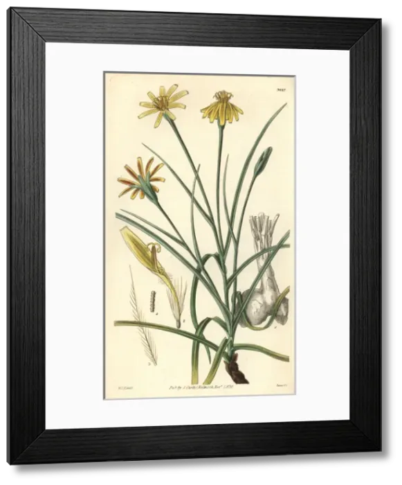 Framed Print : Soft vipers grass, Scorzonera mollis Framed Print : Soft vipers grass, Scorzonera mollis