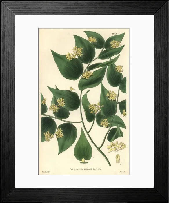 Framed Print : Climbing butchers broom, Ruscus androgynus Framed Print : Climbing butchers broom, Ruscus androgynus