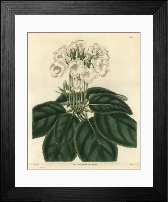 Framed Print : Showy gloxinia, Gloxinia speciosa var albiflora Framed Print : Showy gloxinia, Gloxinia speciosa var albiflora