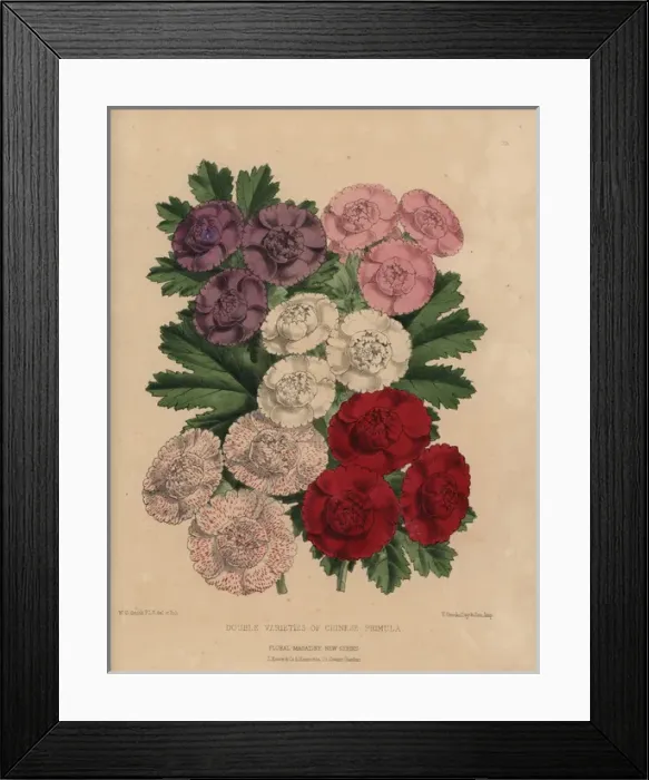 Framed Print : Double varieties of Chinese primroses, Primula chinensis Framed Print : Double varieties of Chinese primroses, Primula chinensis