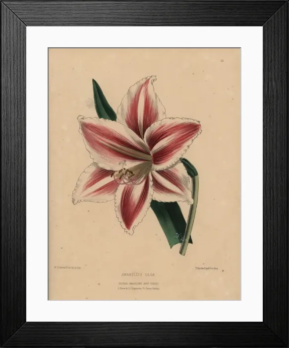 Framed Print : Hybrid amaryllis with striped crimson and white Framed Print : Hybrid amaryllis with striped crimson and white