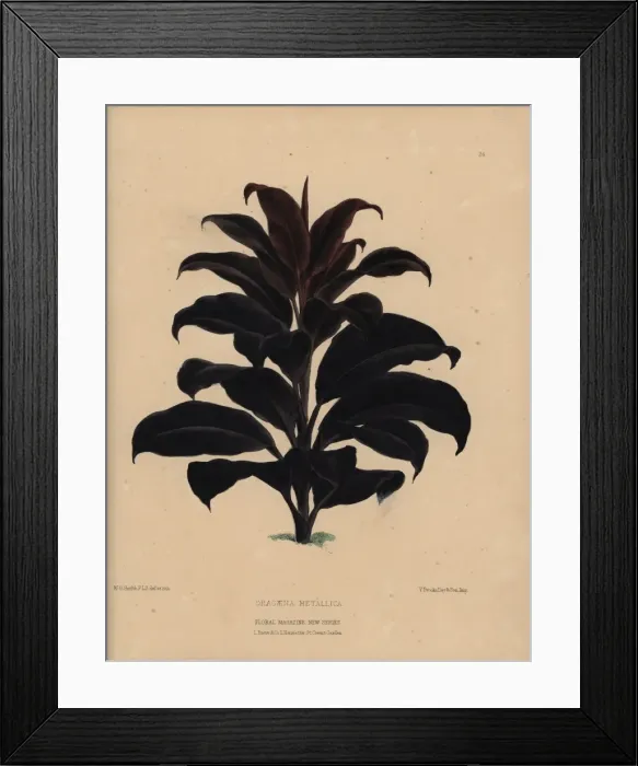 Framed Print : Dracaena metallica with dark purplish bronze foliage Framed Print : Dracaena metallica with dark purplish bronze foliage