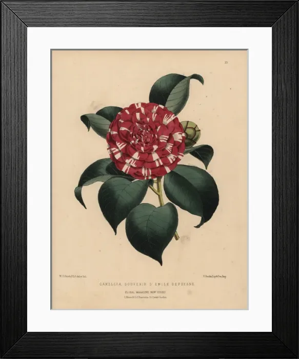 Framed Print : Camellia hybrid Souvenir d Emile Defresne Framed Print : Camellia hybrid Souvenir d Emile Defresne