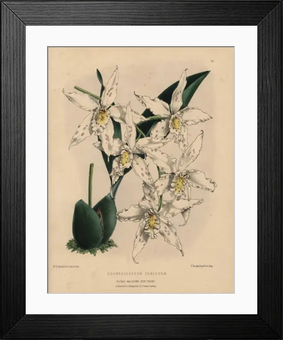 Framed Print : Odontoglossum hybrid orchid with white flowers Framed Print : Odontoglossum hybrid orchid with white flowers