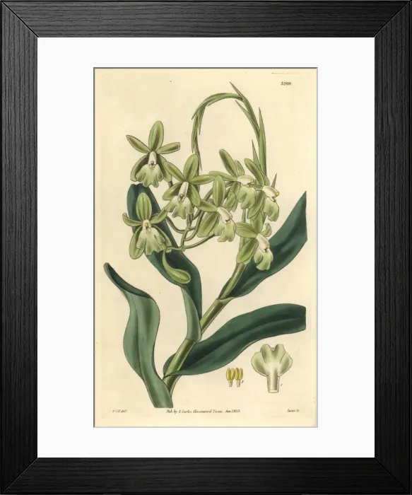 Framed Print : Mrs Harrisons epidendrum orchid, Epidendrum harrisoniae Framed Print : Mrs Harrisons epidendrum orchid, Epidendrum harrisoniae