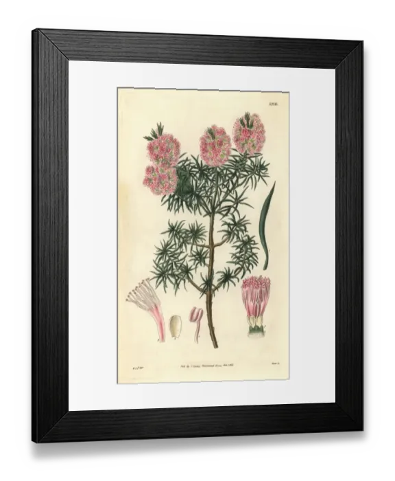 Framed Print : Mr Frasers melaleuca, Melaleuca fraseri Framed Print : Mr Frasers melaleuca, Melaleuca fraseri