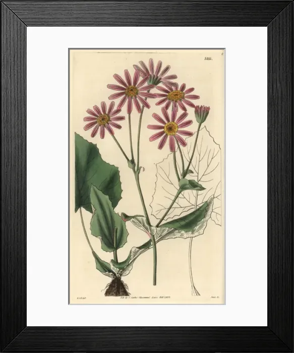 Framed Print : Colts foot cineraria, Cineraria tussilaginis Framed Print : Colts foot cineraria, Cineraria tussilaginis