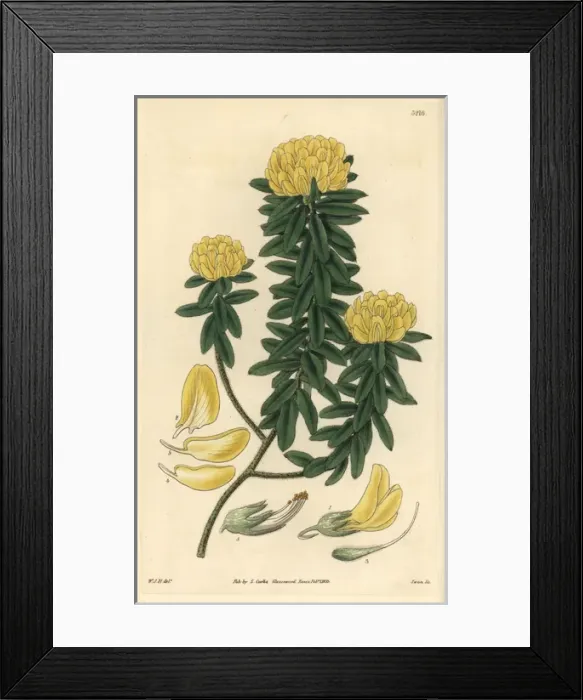Framed Print : Villous priestleya, Priestleya villosa or Xipotheca Framed Print : Villous priestleya, Priestleya villosa or Xipotheca