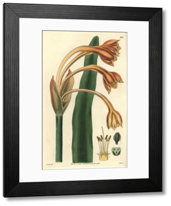 Framed Print : Tawny coburgia, Coburgia fulva or Clinanthus fulvus Framed Print : Tawny coburgia, Coburgia fulva or Clinanthus fulvus
