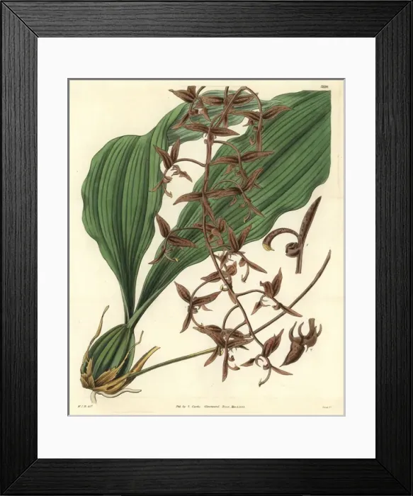 Framed Print : Dark-flowered gongoria, Gongoria atropurpurea Framed Print : Dark-flowered gongoria, Gongoria atropurpurea