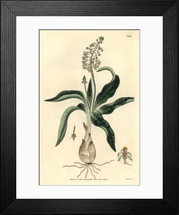 Framed Print : Hyacinth-like ledebouria, Ledebouria hyacinthina Framed Print : Hyacinth-like ledebouria, Ledebouria hyacinthina