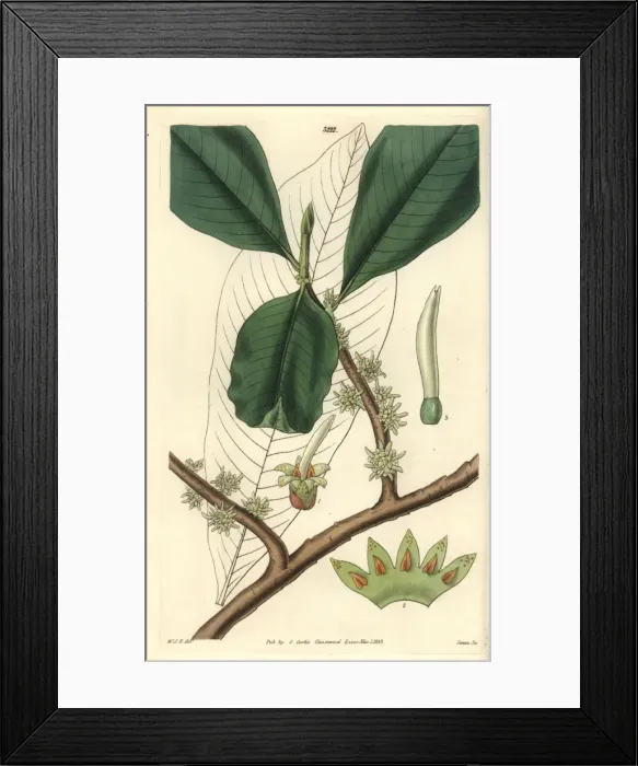 Framed Print : Cluster-flowered myrsine, Myrsine capitellata Framed Print : Cluster-flowered myrsine, Myrsine capitellata