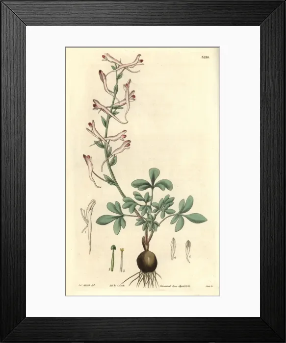 Framed Print : Long-flowered corydalis, Corydalis longiflora Framed Print : Long-flowered corydalis, Corydalis longiflora