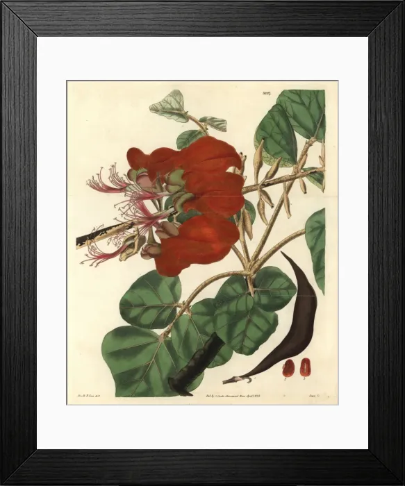 Framed Print : Velvety erythrina, Erythrina velutina Framed Print : Velvety erythrina, Erythrina velutina