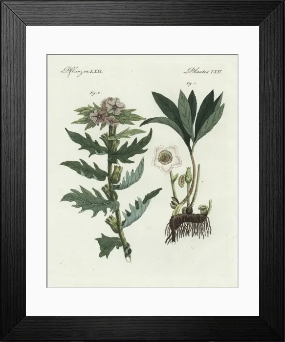 Framed Print : Christmas rose, Helleborus niger, and henbane Framed Print : Christmas rose, Helleborus niger, and henbane