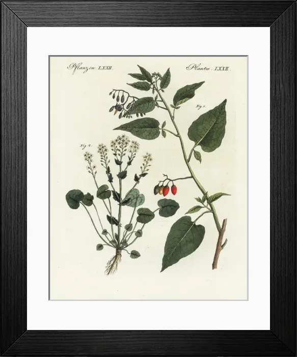 Framed Print : Bittersweet nightshade and scurvygrass Framed Print : Bittersweet nightshade and scurvygrass