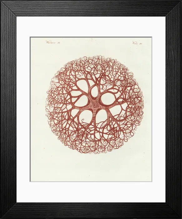 Framed Print : Medusa head coral, Gorgonocephalus caputmedusae Framed Print : Medusa head coral, Gorgonocephalus caputmedusae