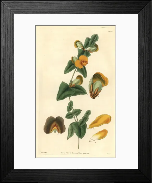Framed Print : Obtuse-leaved flat pea, Platylobium obtusangulum Framed Print : Obtuse-leaved flat pea, Platylobium obtusangulum