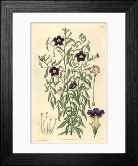 Framed Print : Linear-leaved salpiglossis, Salpiglossis linearis Framed Print : Linear-leaved salpiglossis, Salpiglossis linearis
